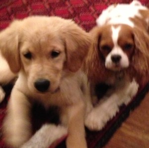 Lily and her sister, Belle